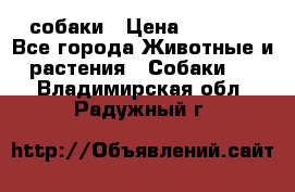 собаки › Цена ­ 2 500 - Все города Животные и растения » Собаки   . Владимирская обл.,Радужный г.